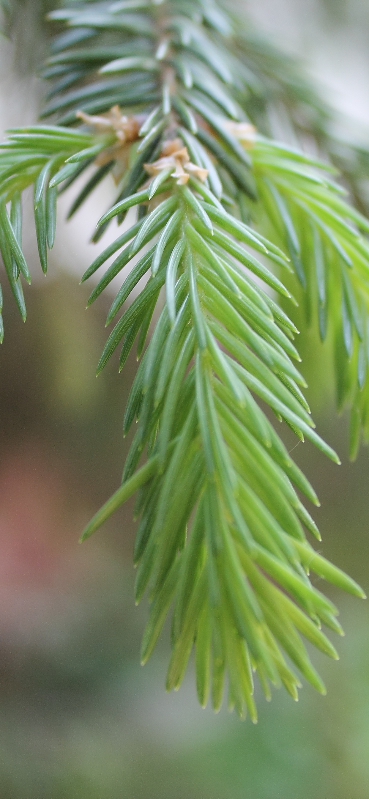 Grünes Blatt in Nahaufnahme. Wallpaper in 1242x2688 Resolution