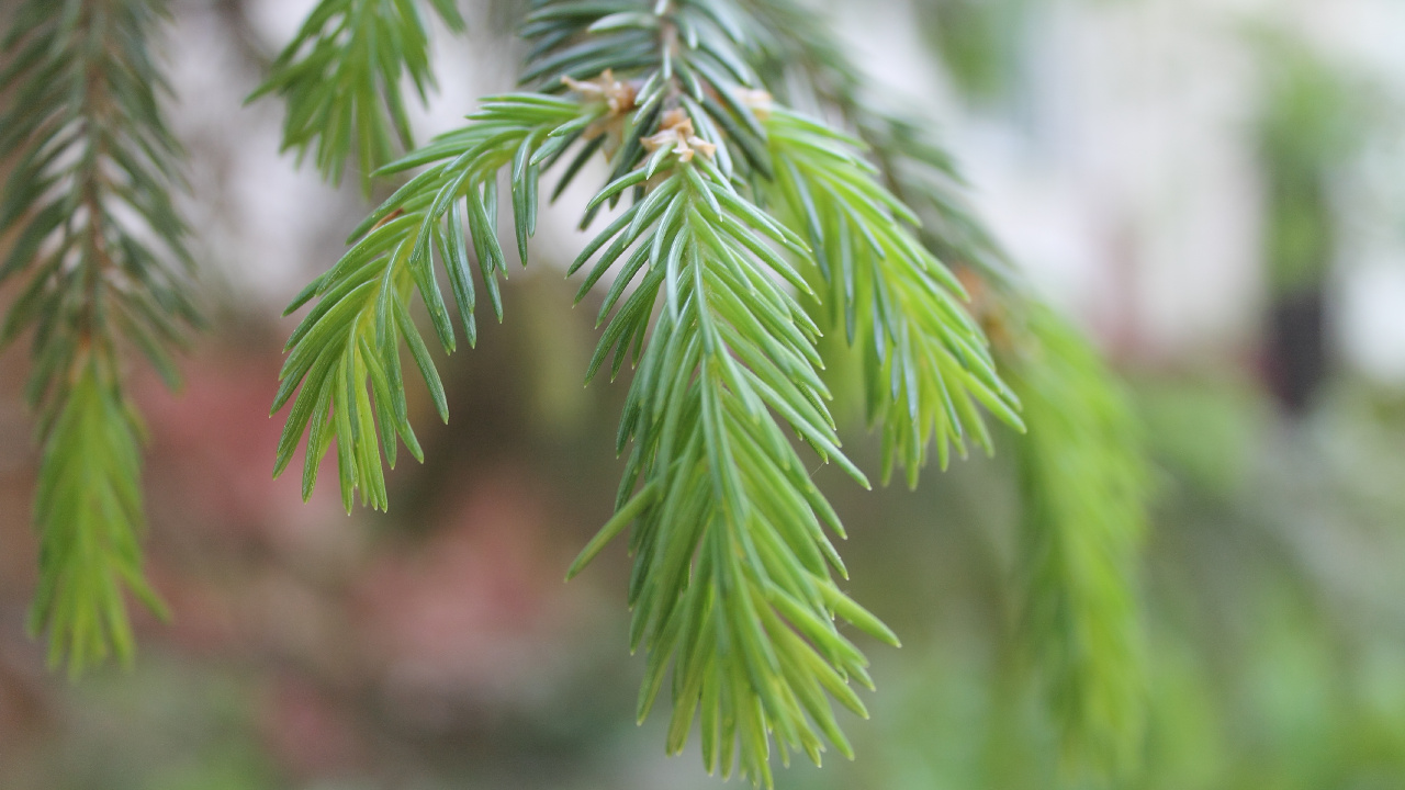 Grünes Blatt in Nahaufnahme. Wallpaper in 1280x720 Resolution