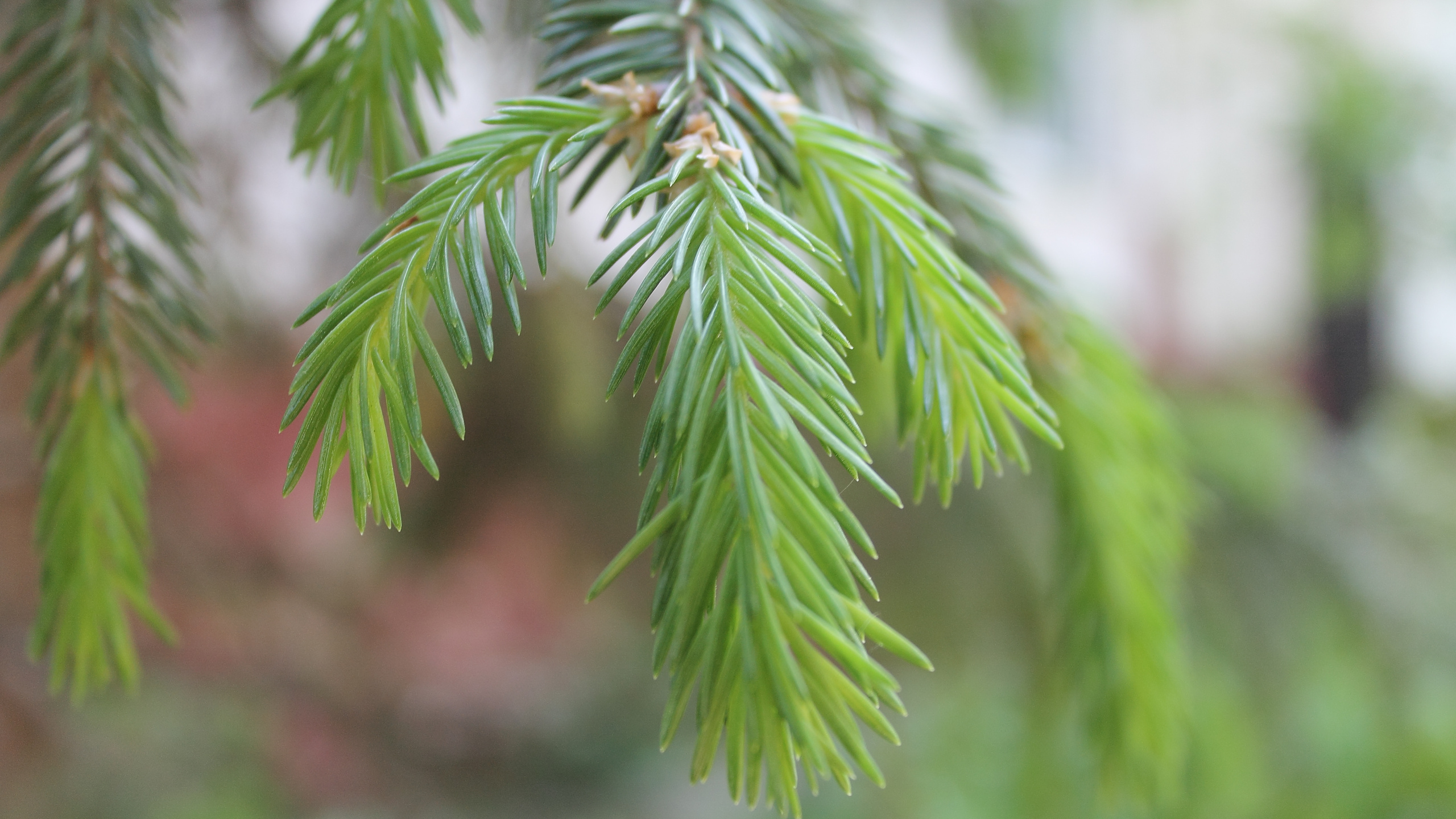 Green Leaf in Close up Photography. Wallpaper in 2560x1440 Resolution