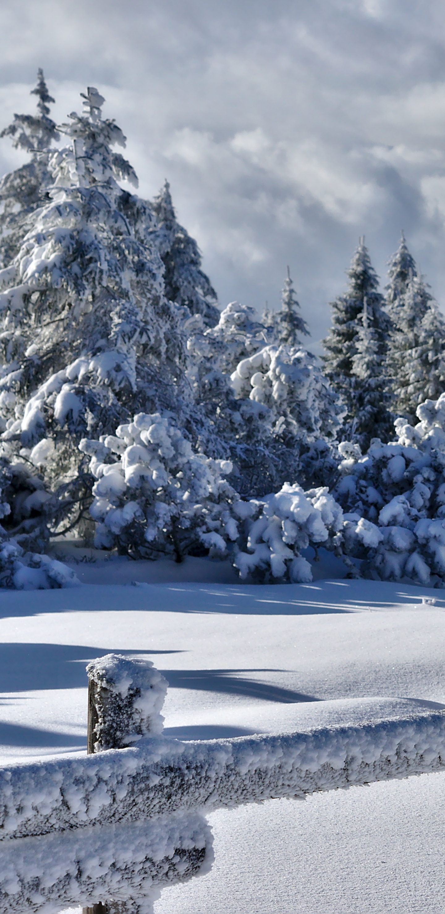 Schneebedeckte Bäume Unter Bewölktem Himmel Tagsüber. Wallpaper in 1440x2960 Resolution