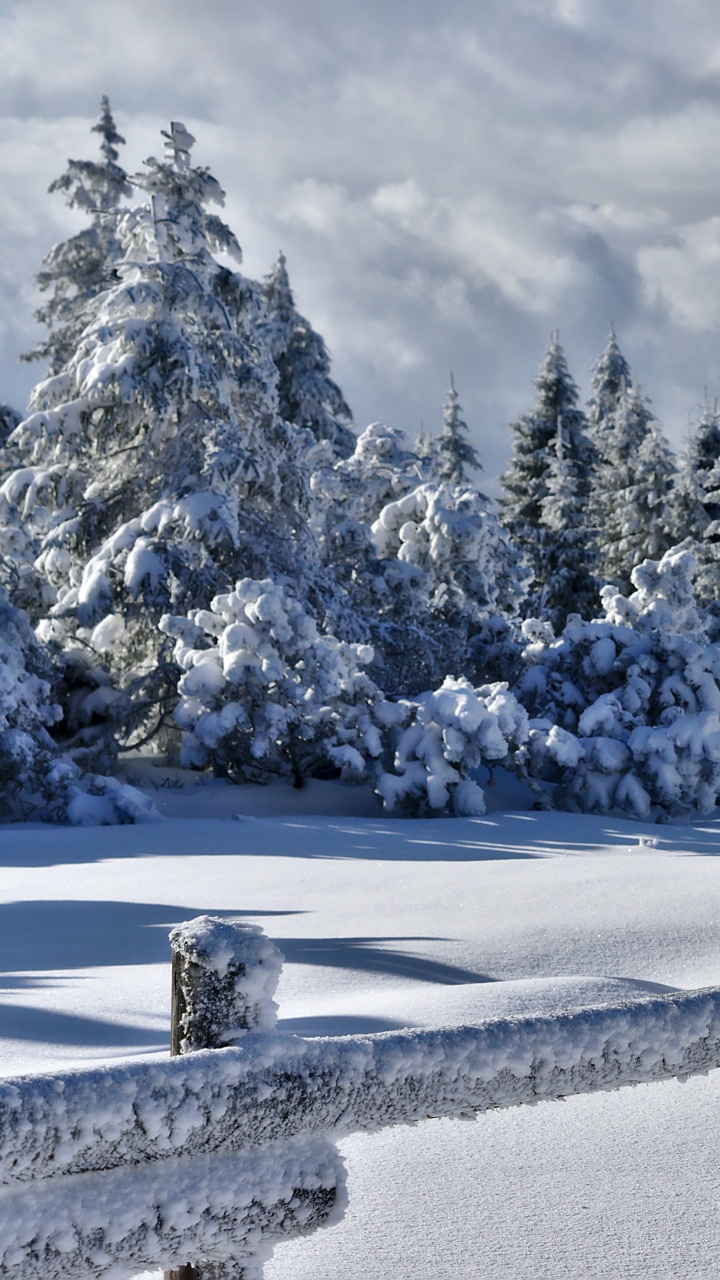 Arbres Couverts de Neige Sous Ciel Nuageux Pendant la Journée. Wallpaper in 720x1280 Resolution