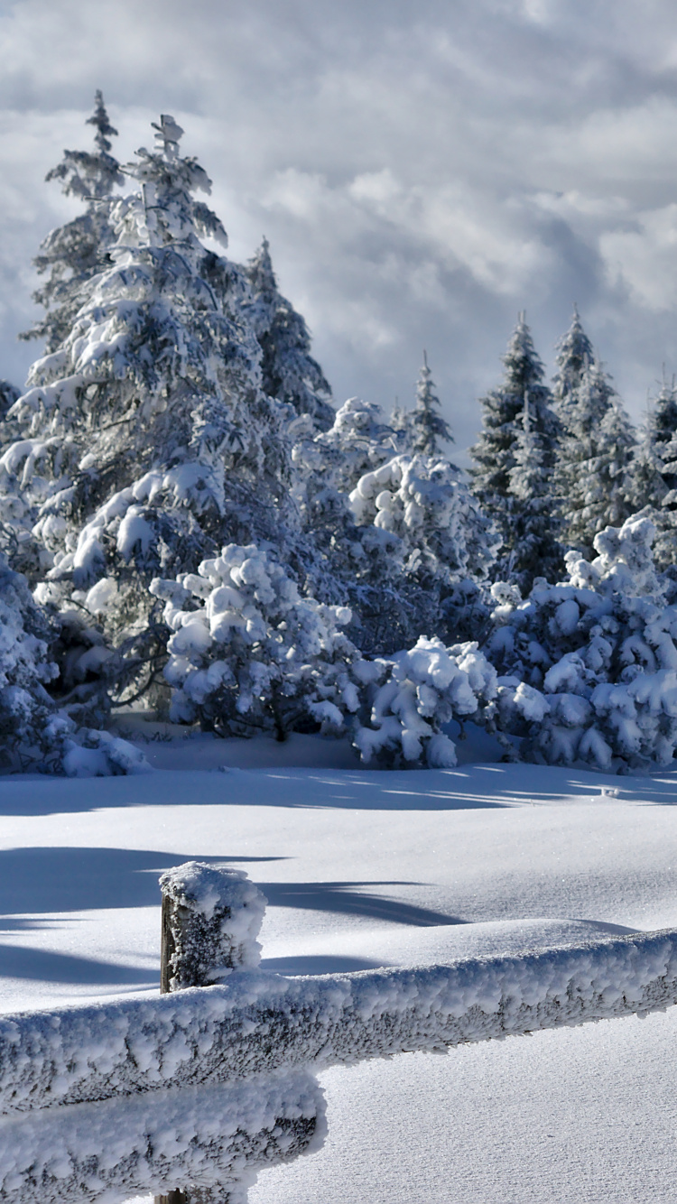 Arbres Couverts de Neige Sous Ciel Nuageux Pendant la Journée. Wallpaper in 750x1334 Resolution