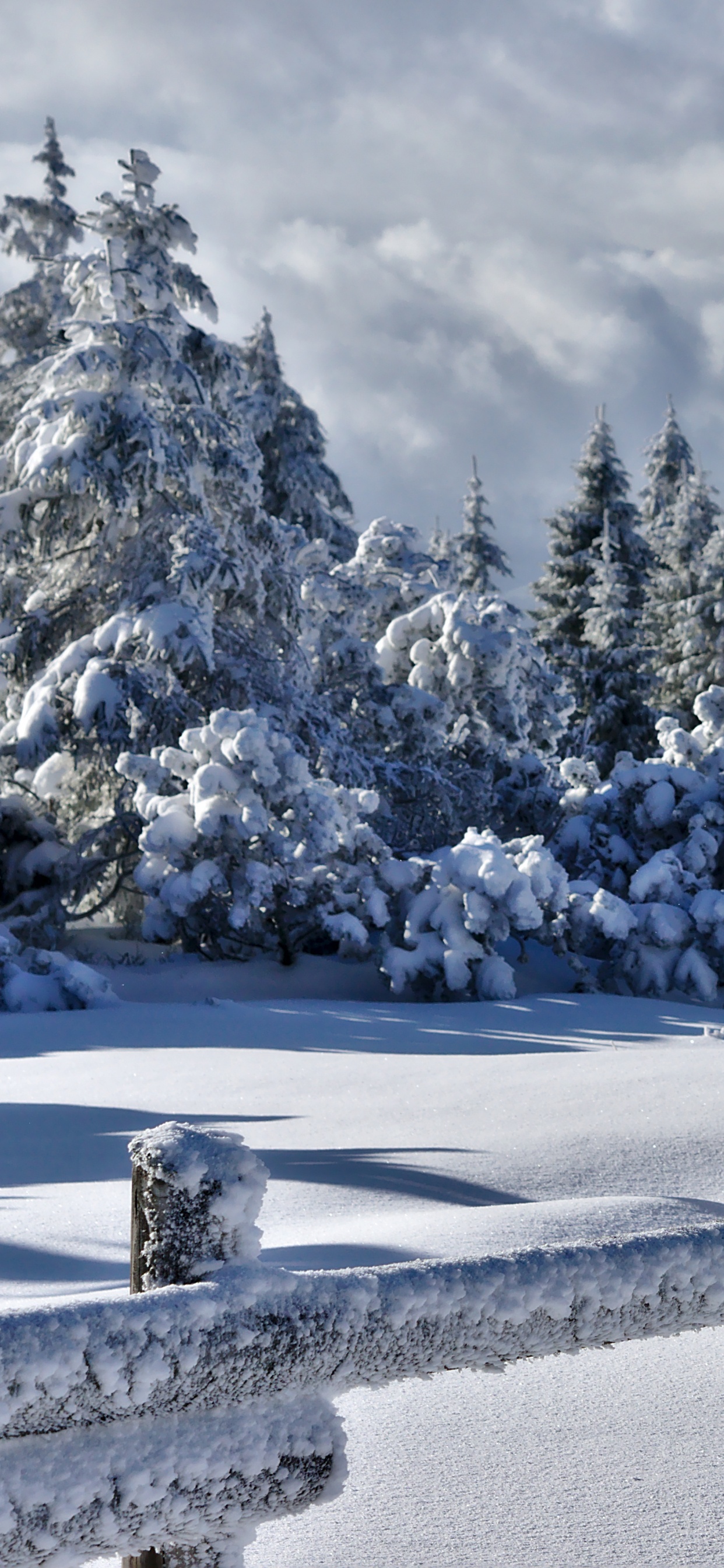 Árboles Cubiertos de Nieve Bajo el Cielo Nublado Durante el Día. Wallpaper in 1242x2688 Resolution