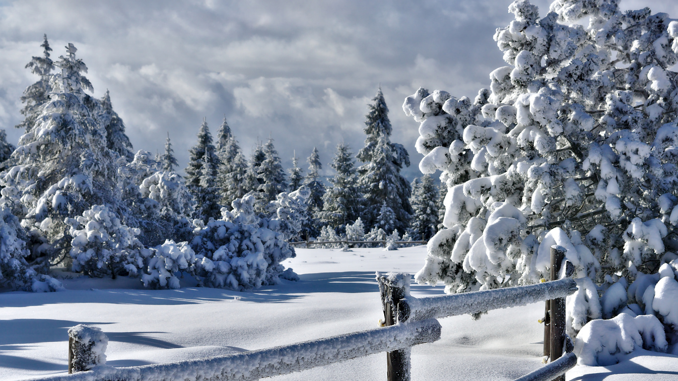Árboles Cubiertos de Nieve Bajo el Cielo Nublado Durante el Día. Wallpaper in 1366x768 Resolution