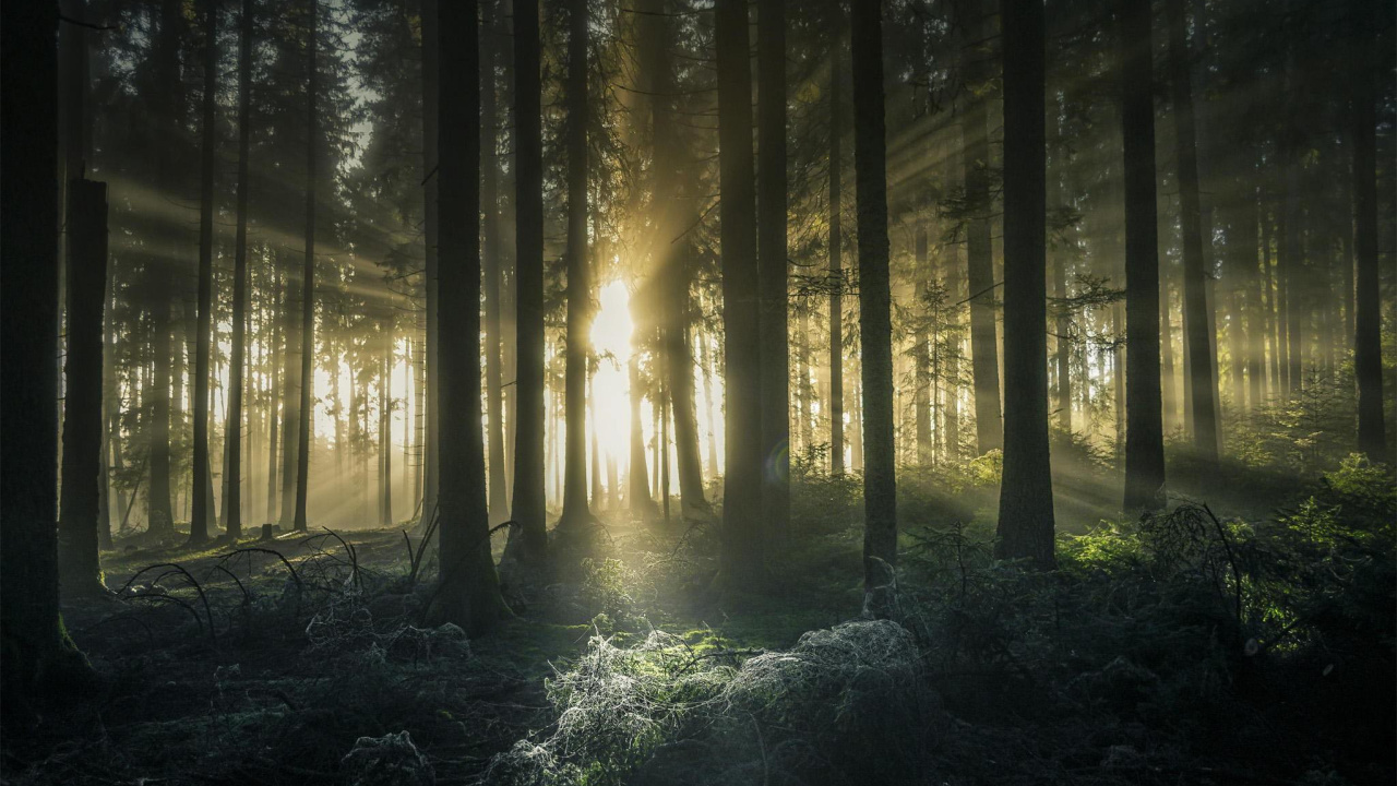 Sun Rays Coming Through Trees. Wallpaper in 1280x720 Resolution
