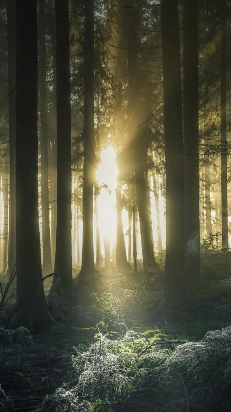 Sun Rays Coming Through Trees. Wallpaper in 750x1334 Resolution