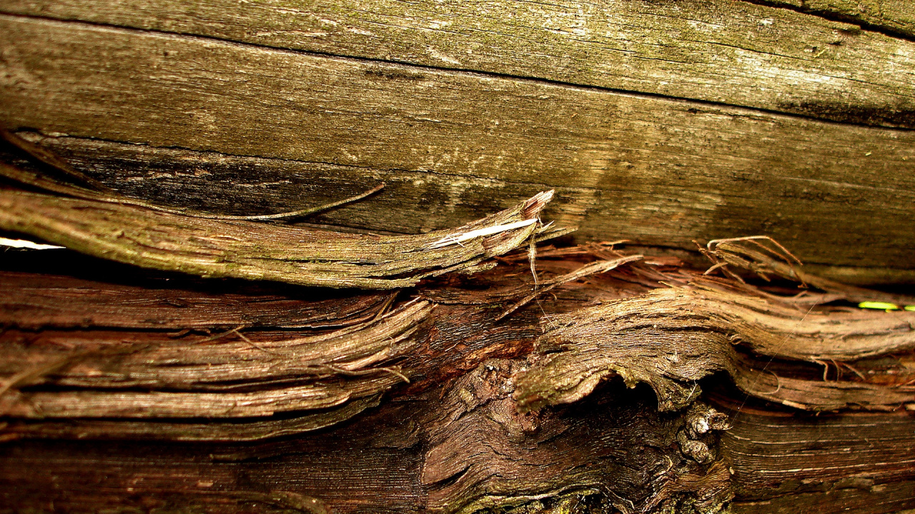 Hojas Secas Marrones Sobre la Superficie de Madera Marrón. Wallpaper in 1280x720 Resolution