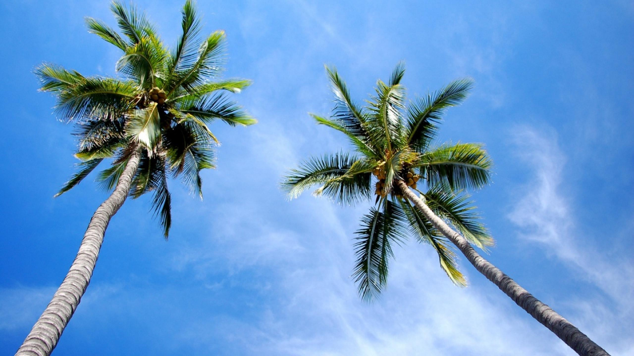 Palmera Verde Bajo un Cielo Azul Durante el Día. Wallpaper in 1280x720 Resolution