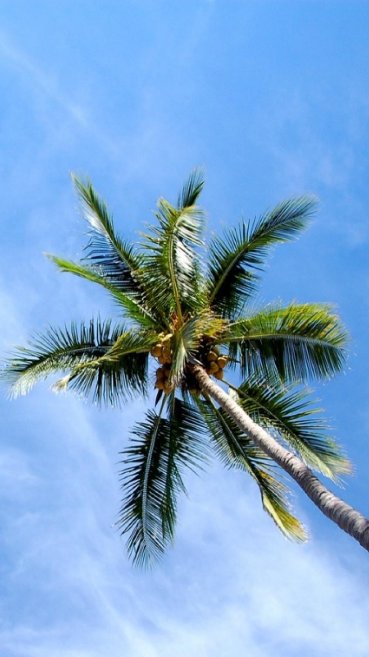 Palmera Verde Bajo un Cielo Azul Durante el Día. Wallpaper in 720x1280 Resolution