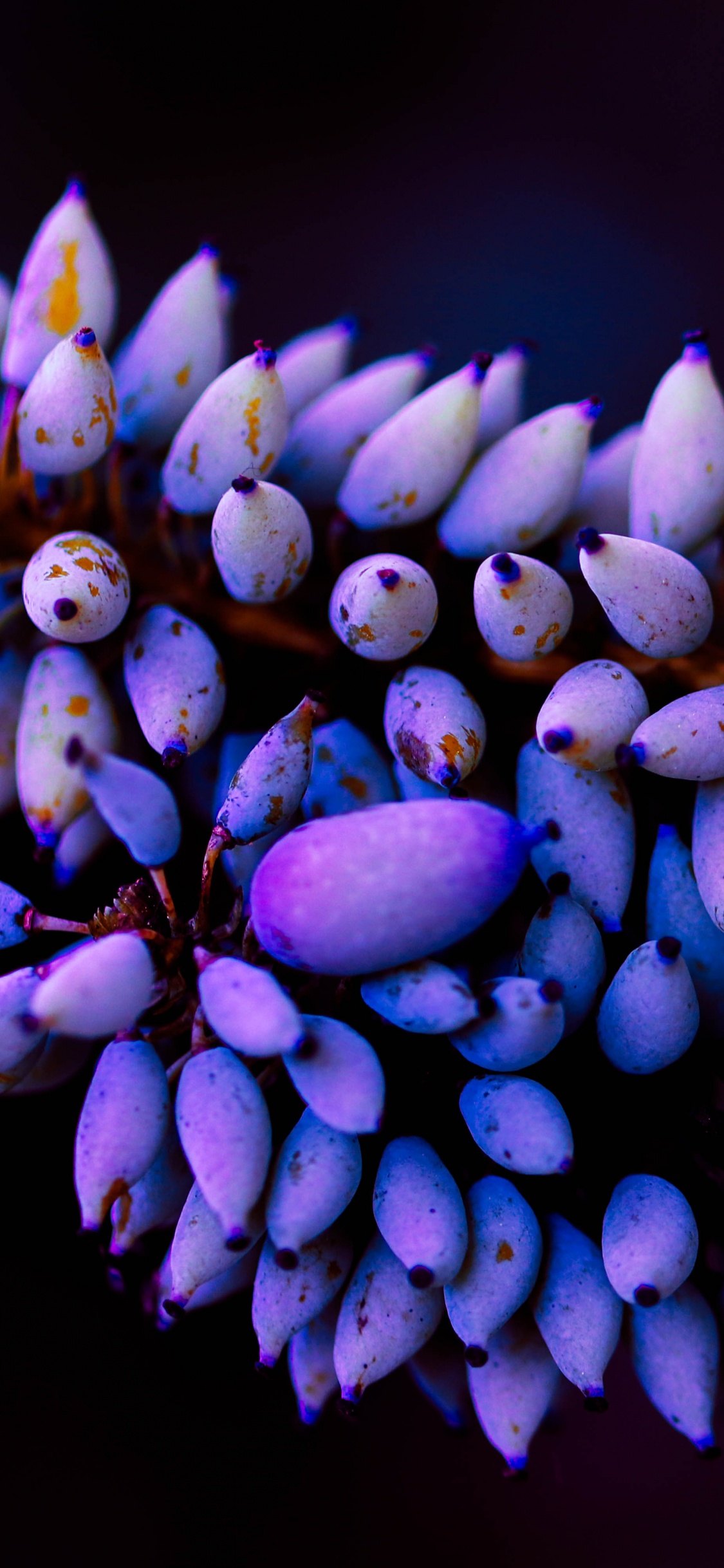 Purple Flowers in Tilt Shift Lens. Wallpaper in 1125x2436 Resolution