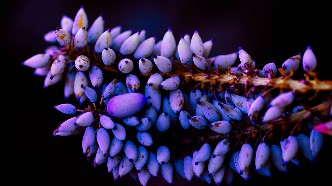 Purple Flowers in Tilt Shift Lens. Wallpaper in 1366x768 Resolution