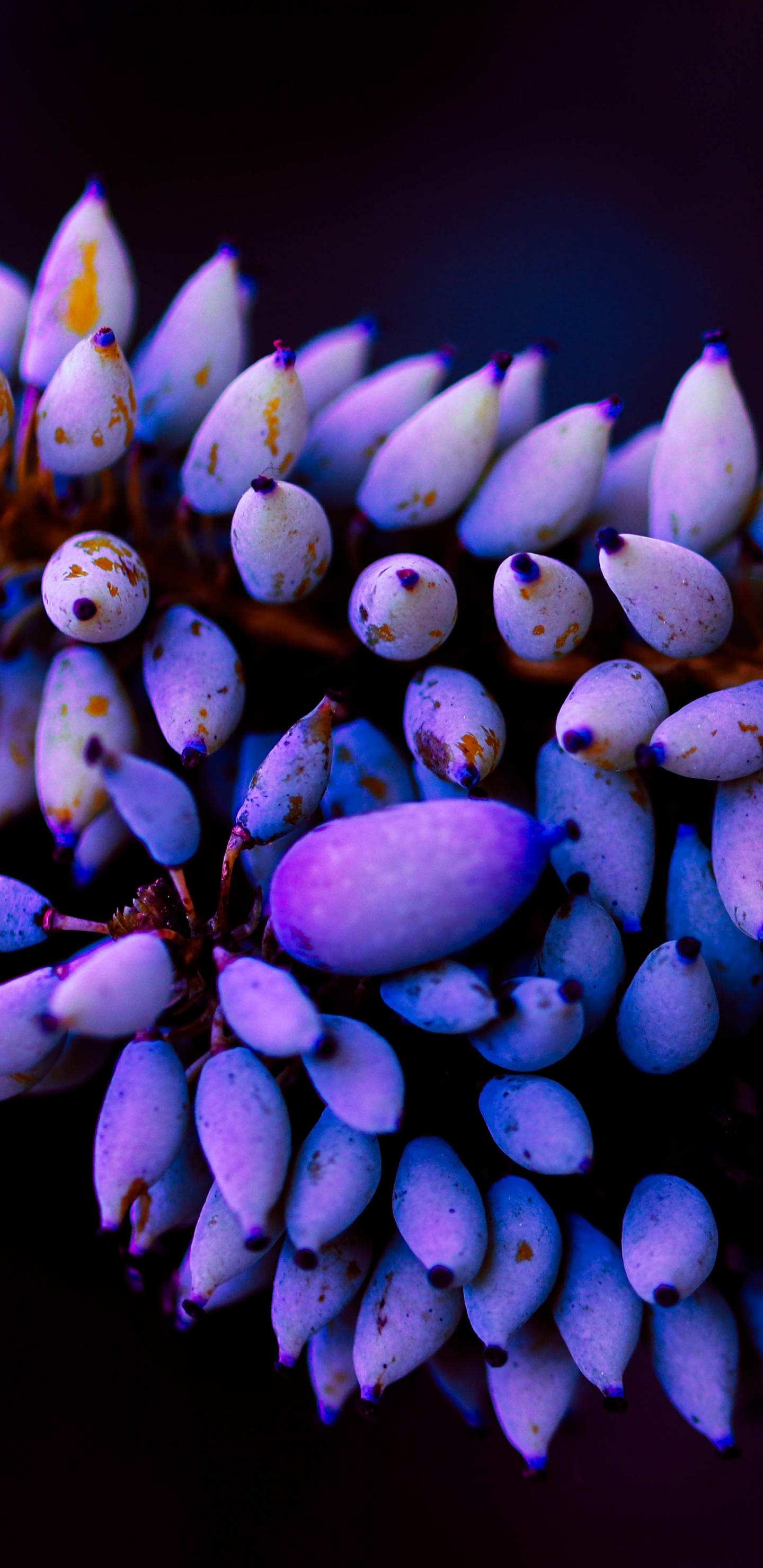 Purple Flowers in Tilt Shift Lens. Wallpaper in 1440x2960 Resolution
