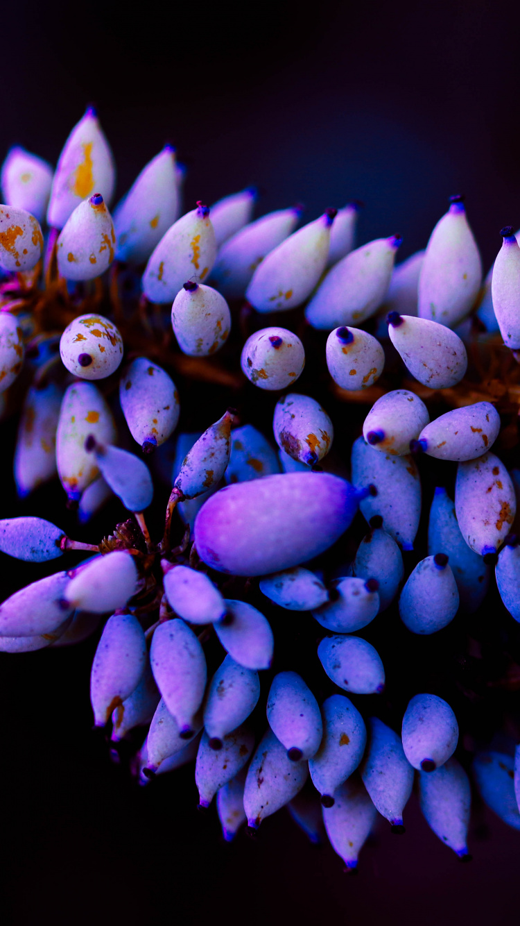 Purple Flowers in Tilt Shift Lens. Wallpaper in 750x1334 Resolution