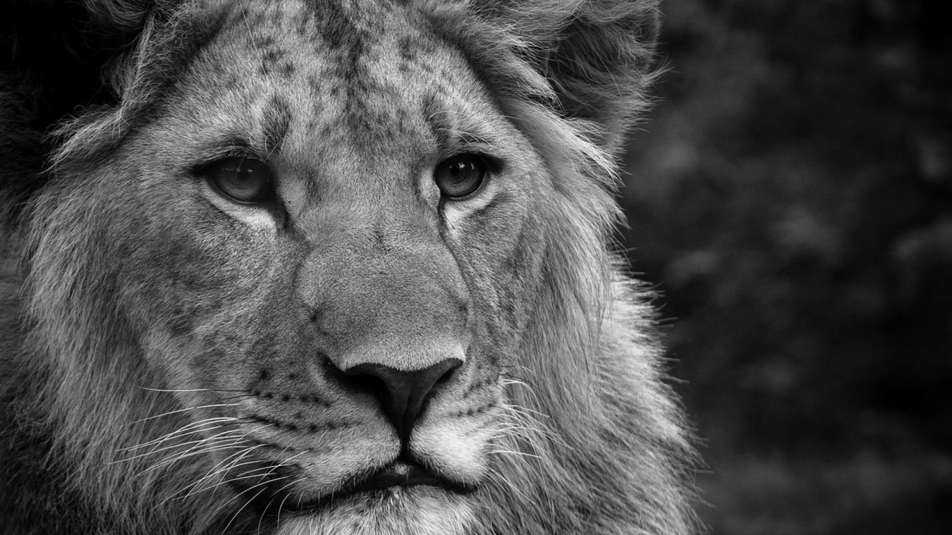 Photo en Niveaux de Gris D'un Visage de Lion. Wallpaper in 1366x768 Resolution