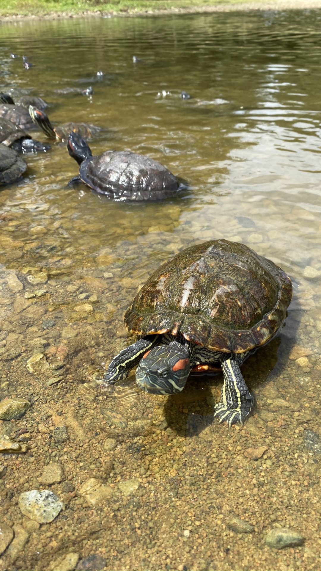 Water, Tortoise, Animal Source Foods, Crab, Biology. Wallpaper in 1080x1920 Resolution