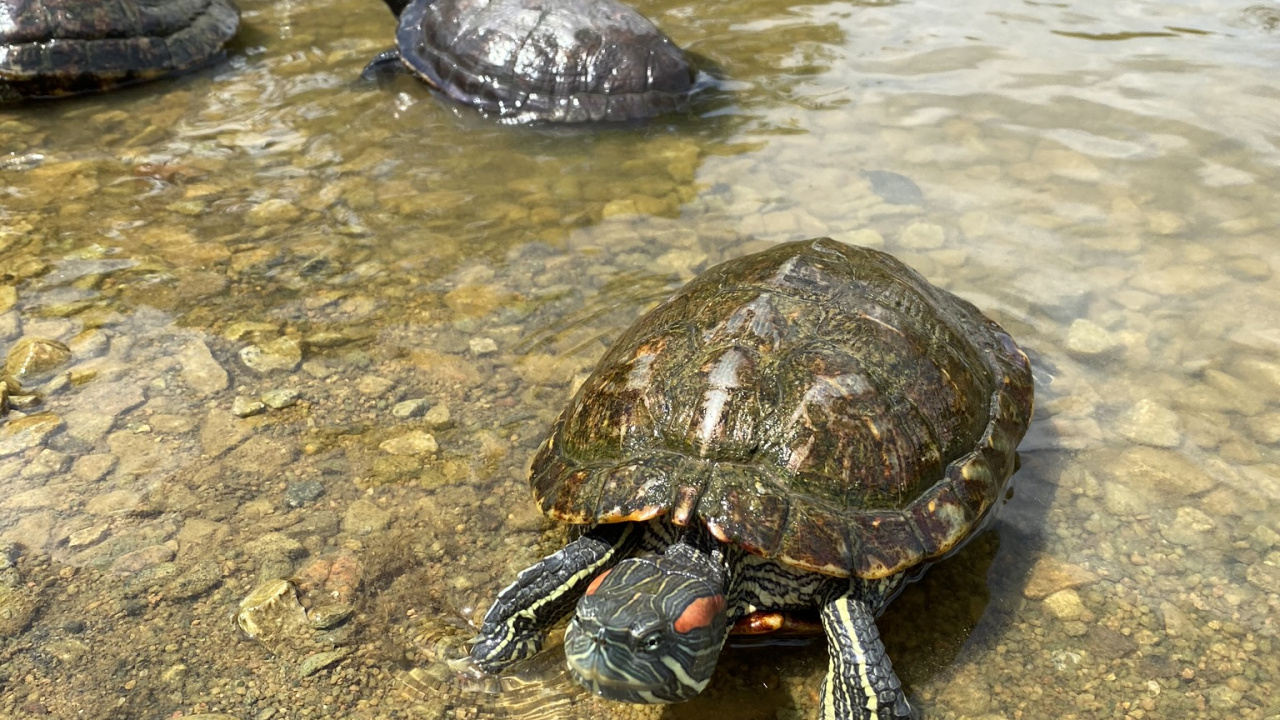 Water, Tortoise, Animal Source Foods, Crab, Biology. Wallpaper in 1280x720 Resolution