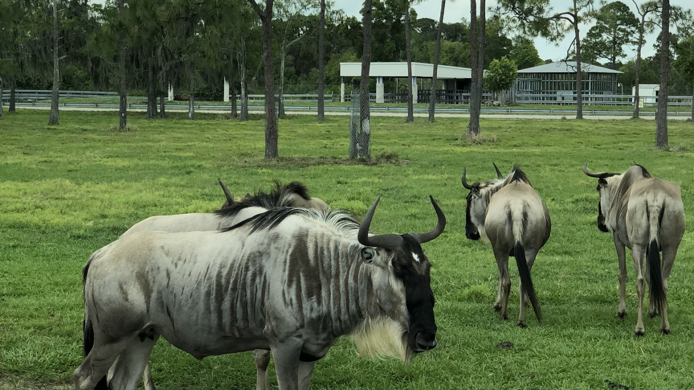 Fauna, la Reserva Natural De, Ciencia, Llanura, Los Animales Terrestres. Wallpaper in 1366x768 Resolution