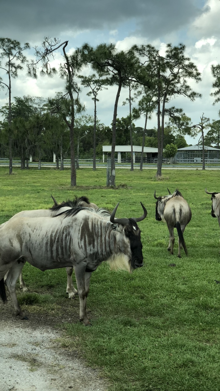la Réserve Naturelle De, Sciences, Plaine, Pour Les Animaux Terrestres, Pâturage. Wallpaper in 720x1280 Resolution