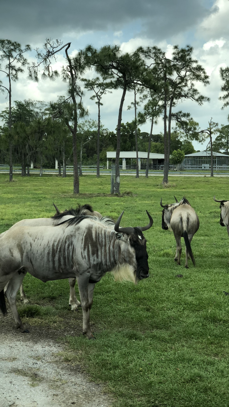 la Réserve Naturelle De, Sciences, Plaine, Pour Les Animaux Terrestres, Pâturage. Wallpaper in 750x1334 Resolution