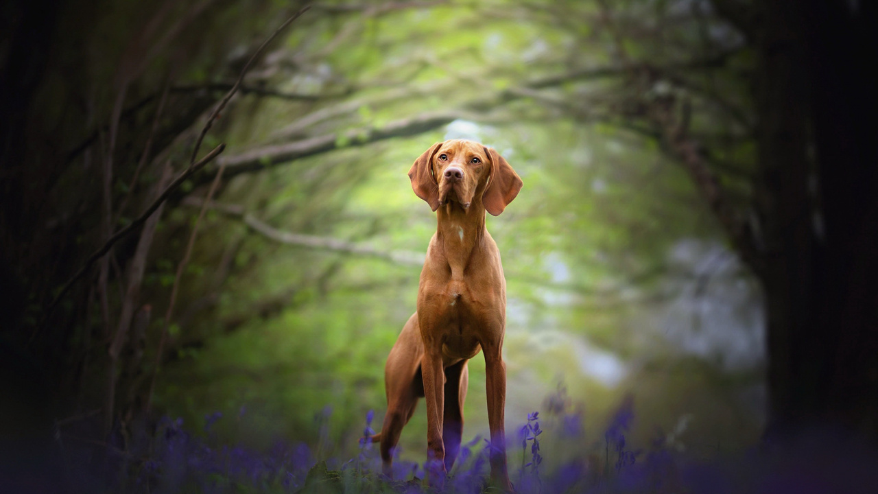 Tierwelt, Vizsla, Sportliche Gruppe, Gras, Sonnenlicht. Wallpaper in 1280x720 Resolution