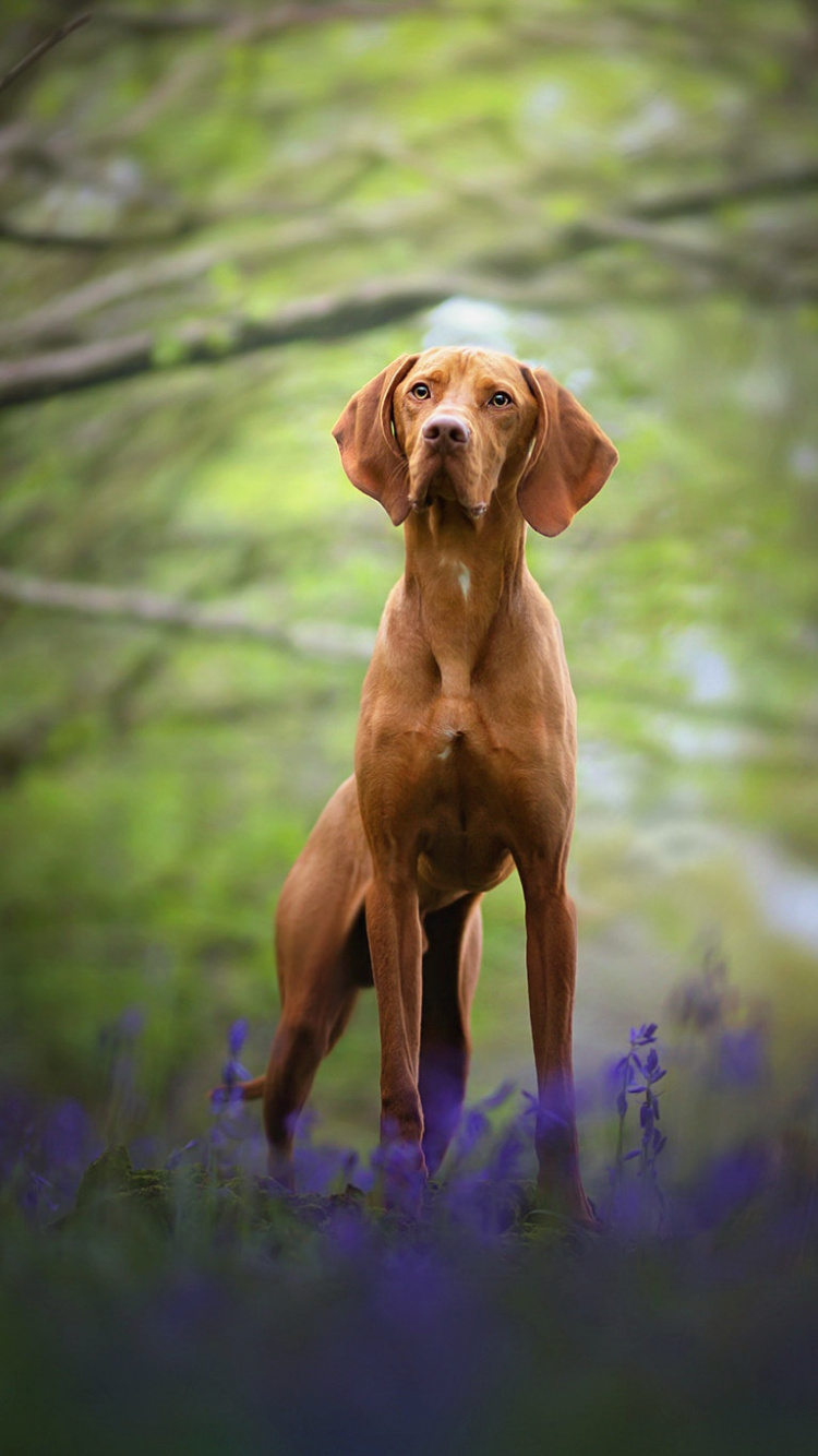 Vizsla, Groupe de Sportifs. Wallpaper in 750x1334 Resolution