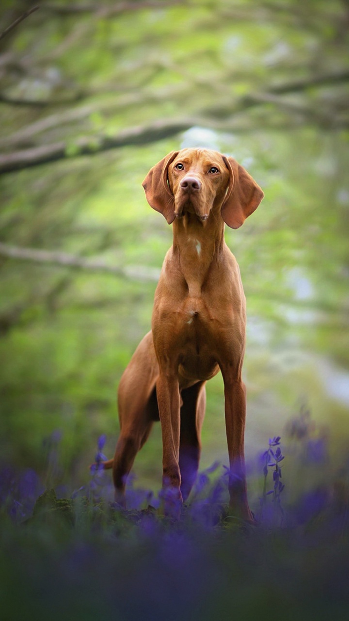 Fauna, Vizsla, Grupo Deportivo, la Luz Del Sol. Wallpaper in 720x1280 Resolution
