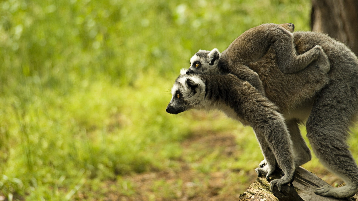 Brown and White Lemur on Brown Wood During Daytime. Wallpaper in 1366x768 Resolution