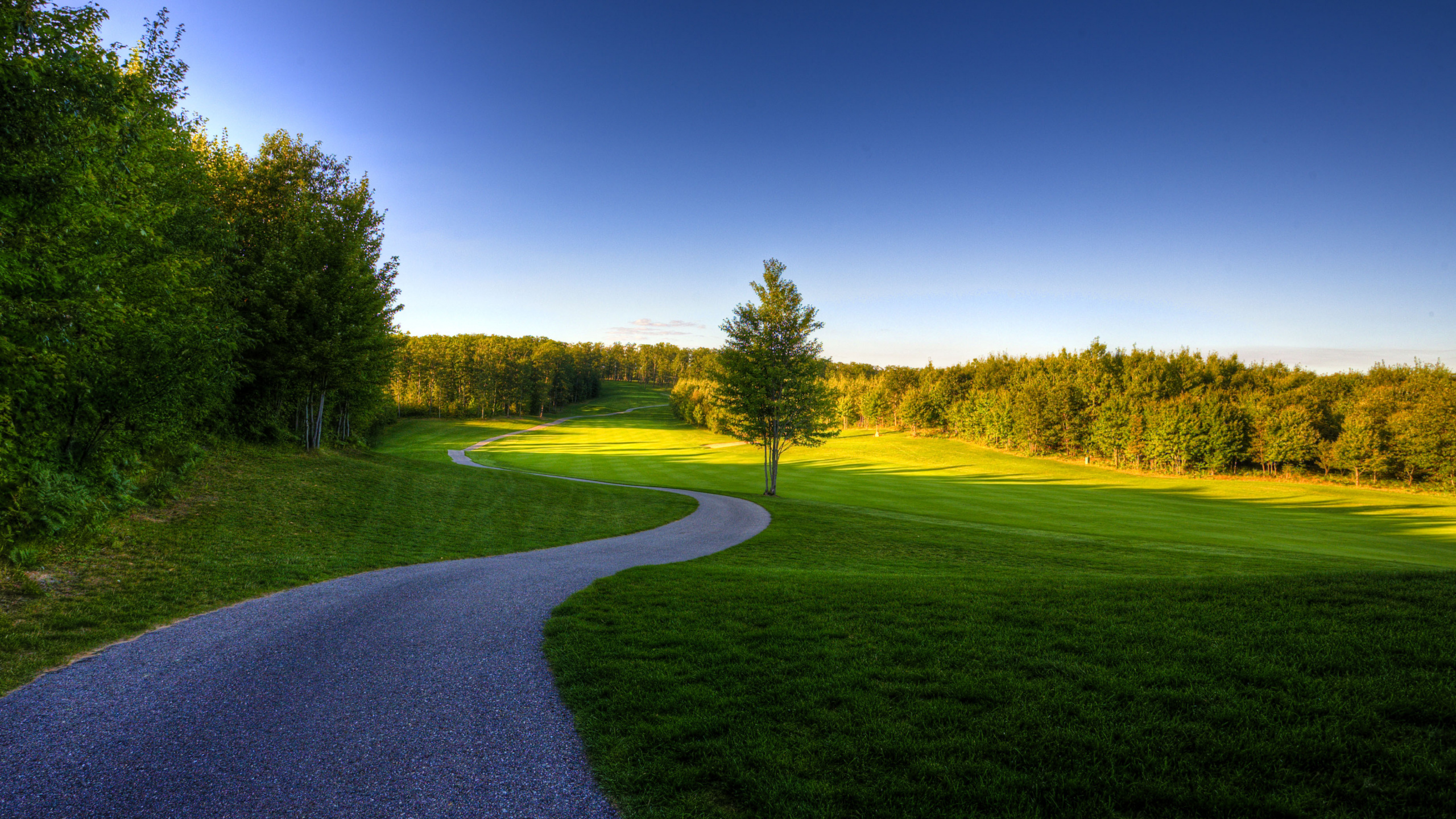 Green Grass Field Near Trees Under Blue Sky During Daytime. Wallpaper in 2560x1440 Resolution