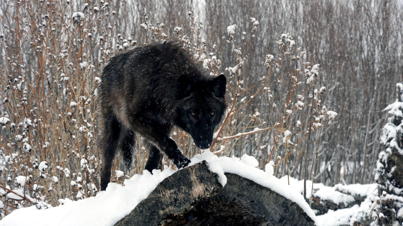 Schwarzer Wolf Auf Schneebedecktem Boden Tagsüber. Wallpaper in 1280x720 Resolution