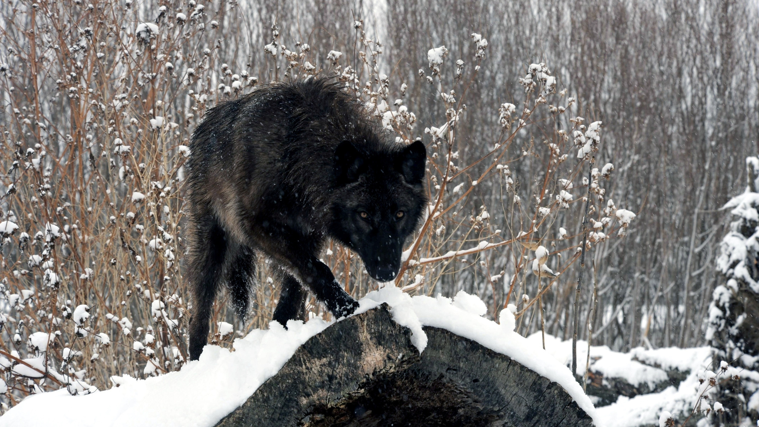 Schwarzer Wolf Auf Schneebedecktem Boden Tagsüber. Wallpaper in 2560x1440 Resolution