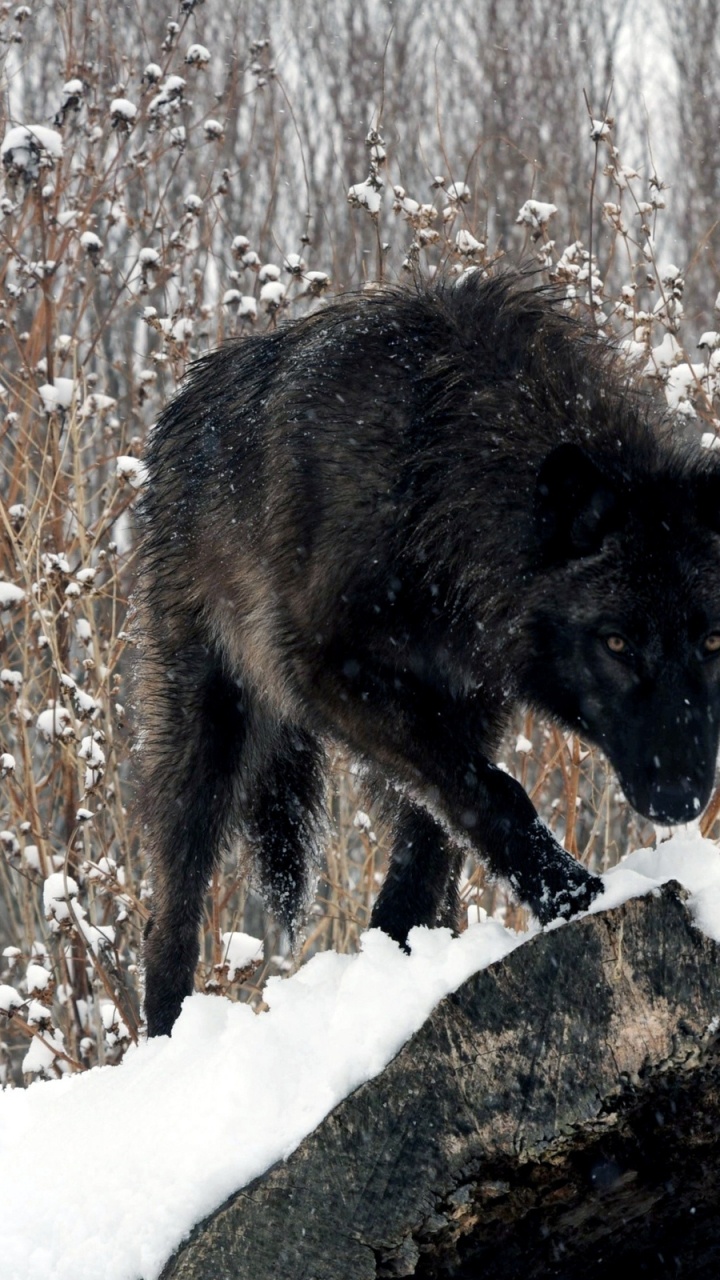 Schwarzer Wolf Auf Schneebedecktem Boden Tagsüber. Wallpaper in 720x1280 Resolution