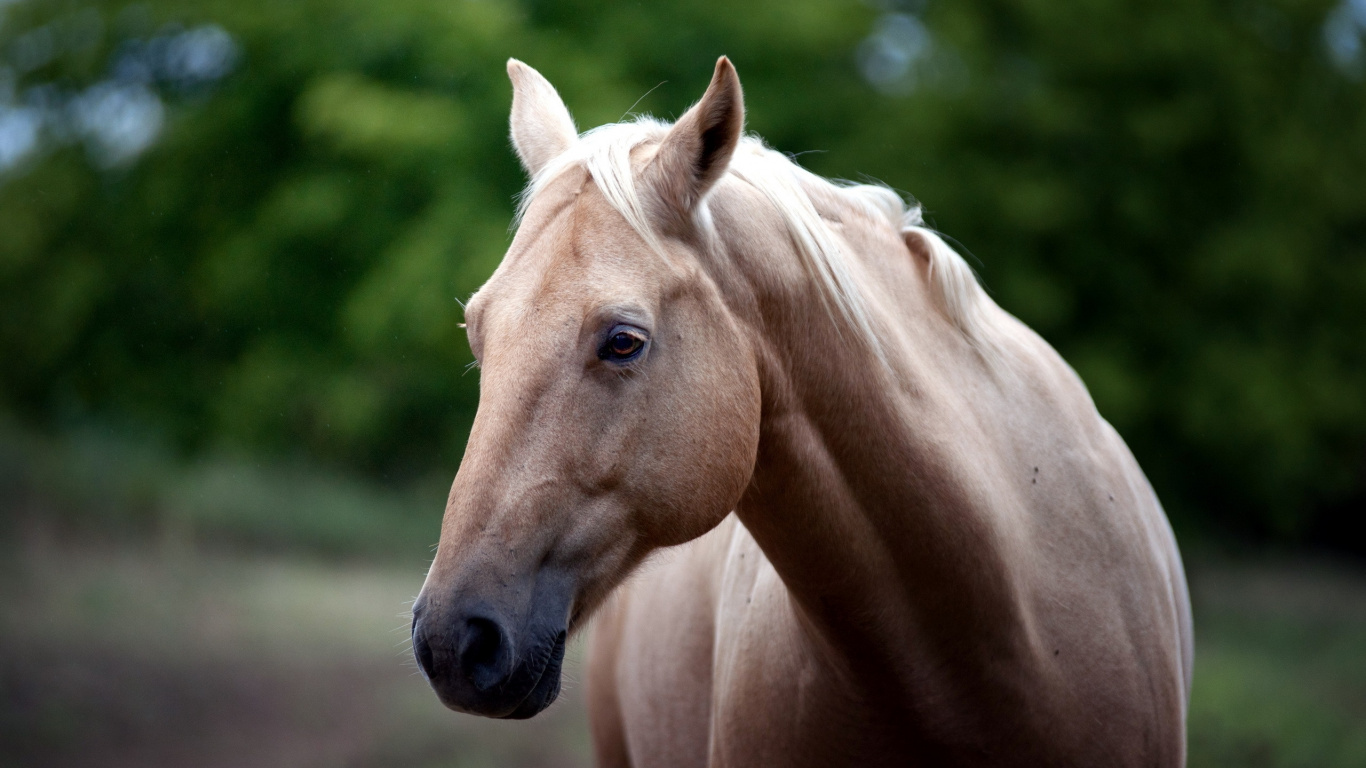 Brown Horse in Tilt Shift Lens. Wallpaper in 1366x768 Resolution