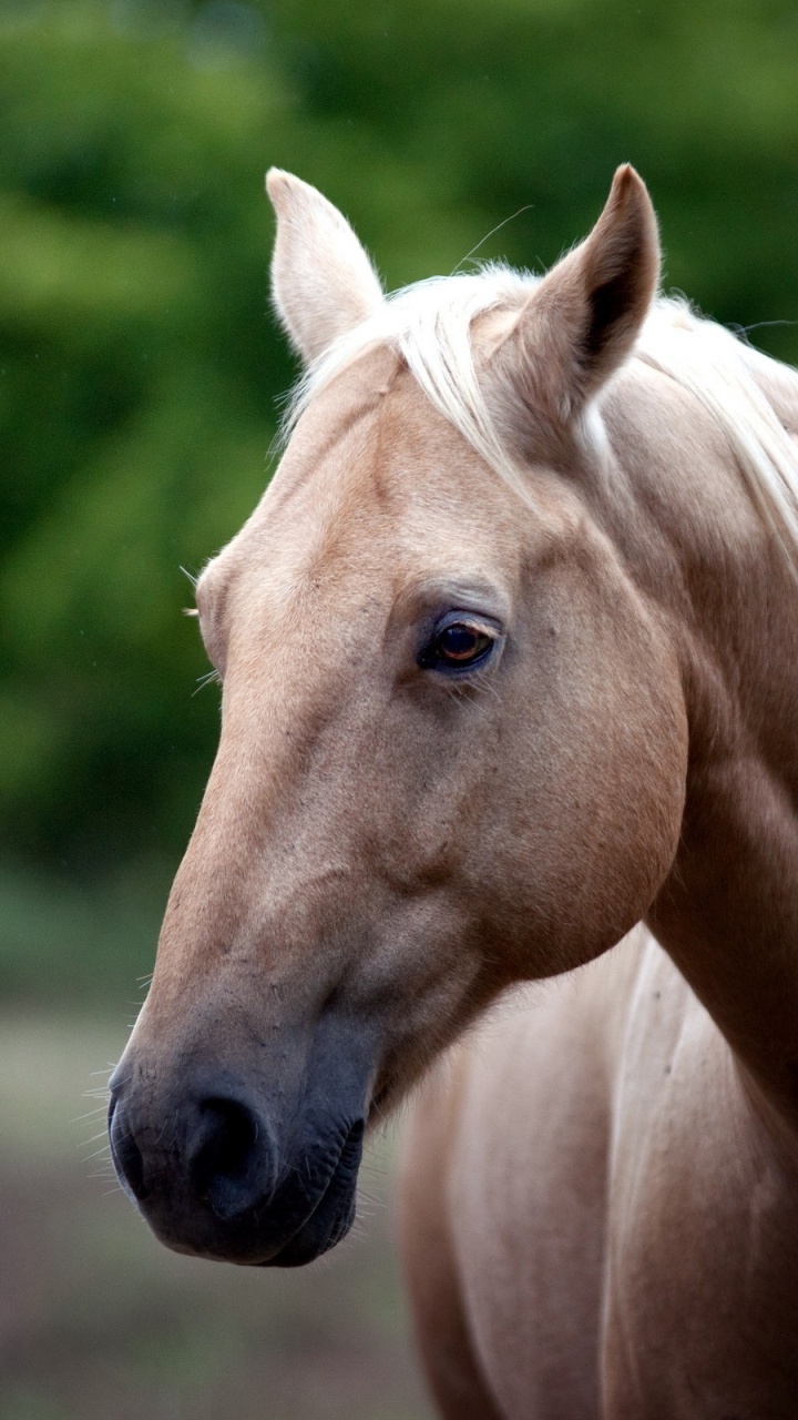 Brown Horse in Tilt Shift Lens. Wallpaper in 720x1280 Resolution