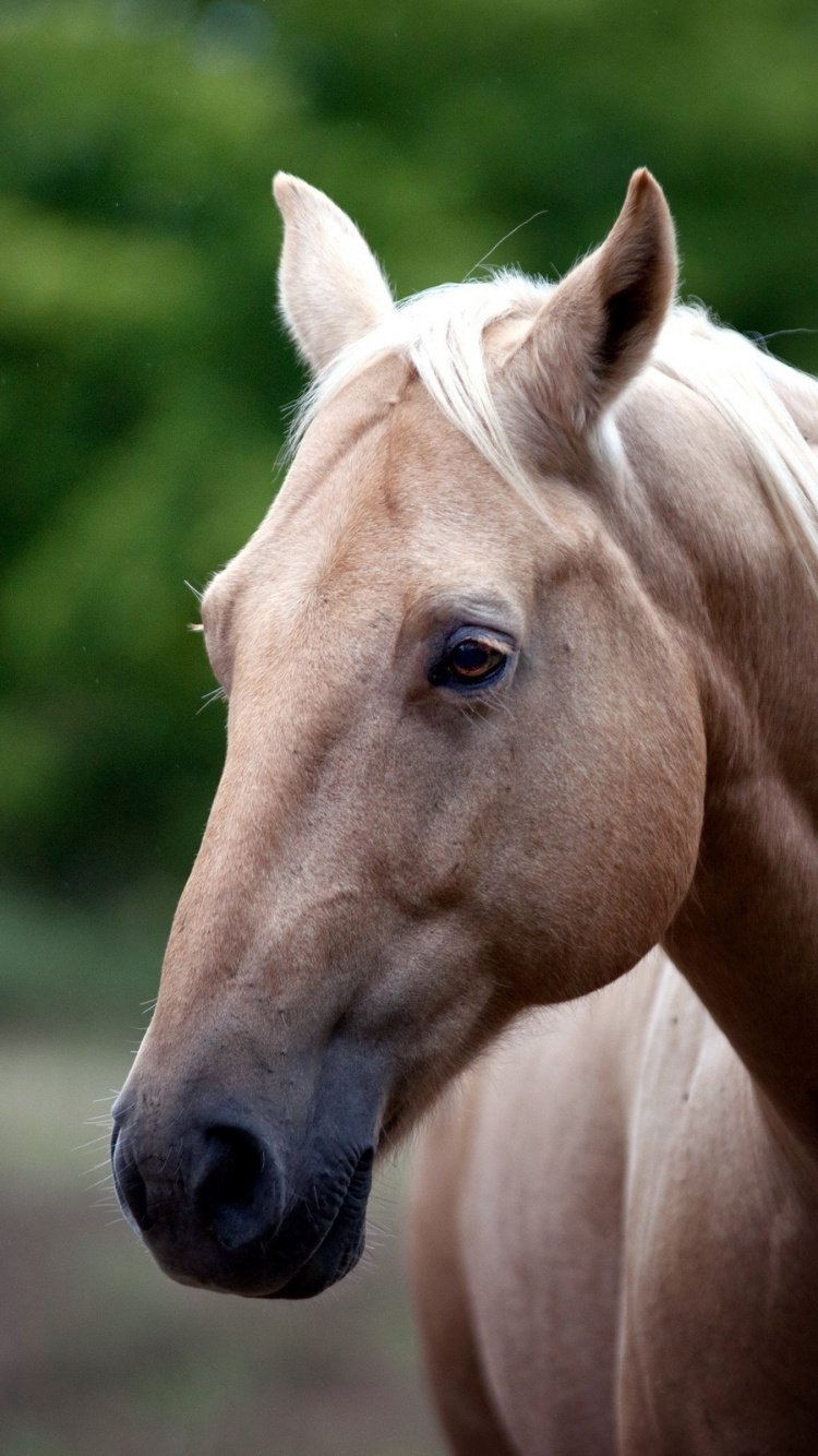 Brown Horse in Tilt Shift Lens. Wallpaper in 750x1334 Resolution