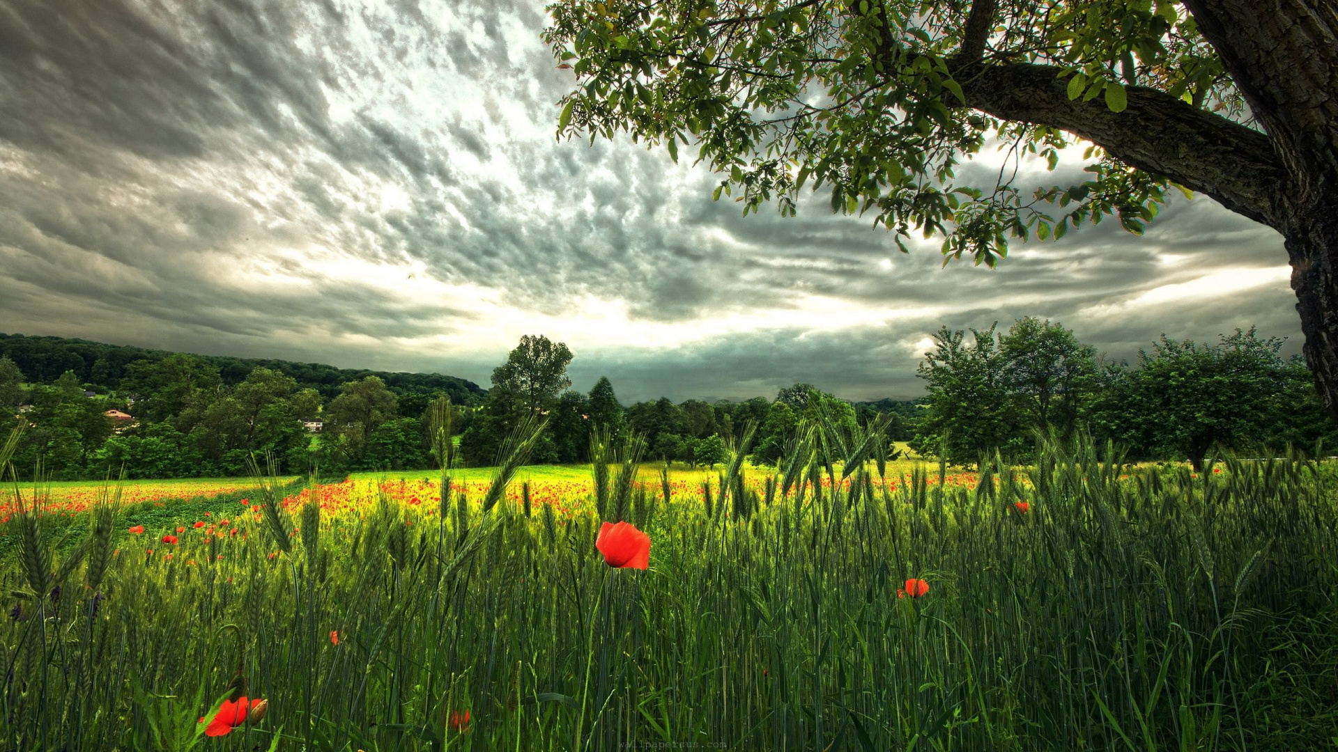 Grüne Wiese Mit Grünen Bäumen Unter Weißen Wolken Tagsüber. Wallpaper in 1920x1080 Resolution