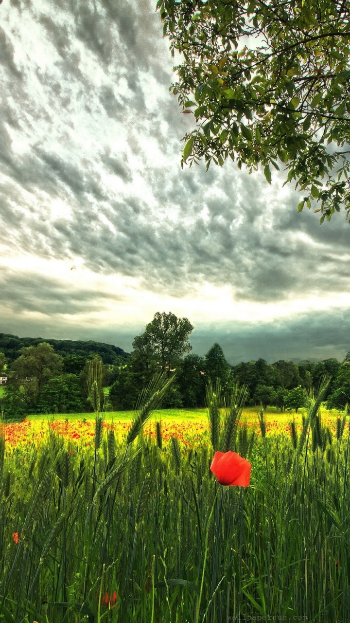 Grüne Wiese Mit Grünen Bäumen Unter Weißen Wolken Tagsüber. Wallpaper in 720x1280 Resolution