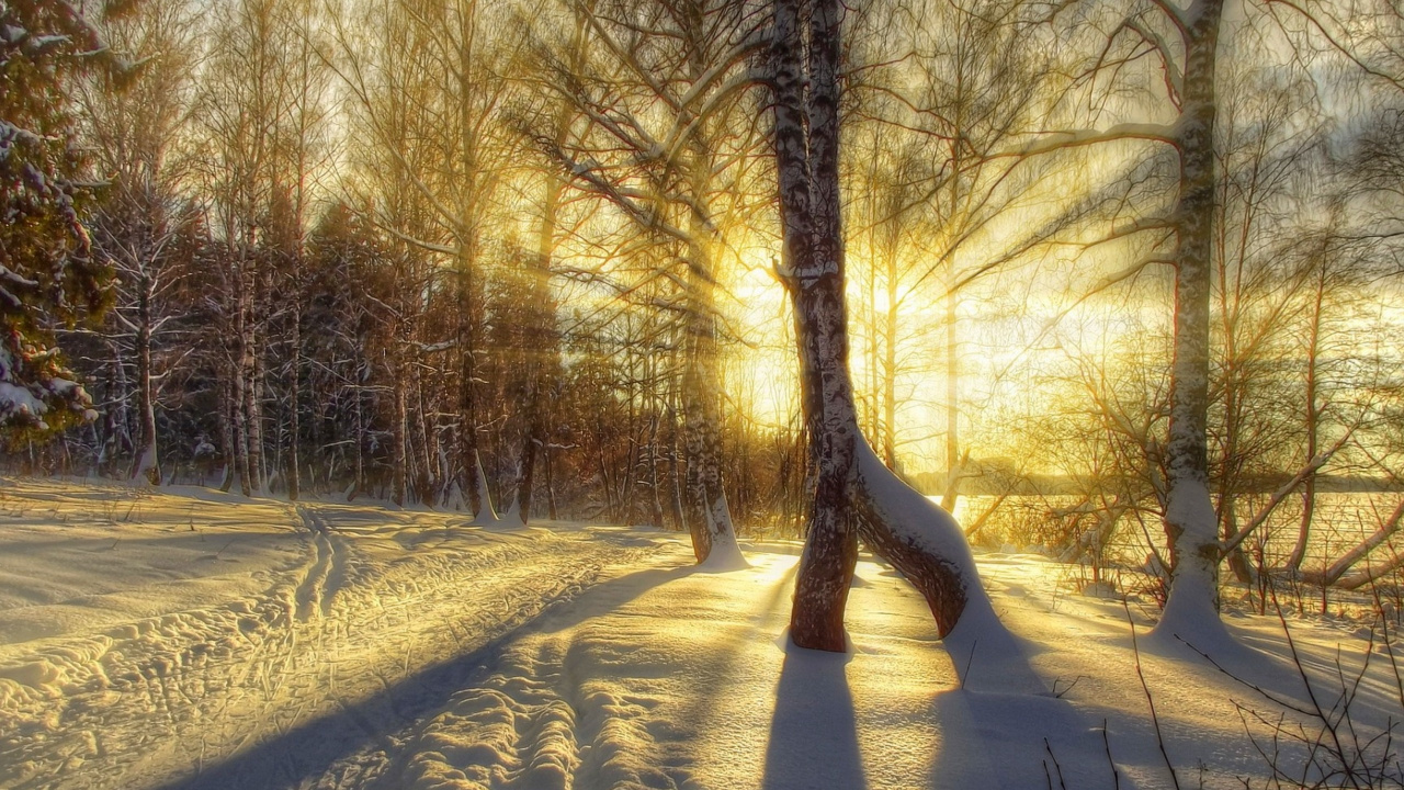 Brown Trees on Snow Covered Ground During Daytime. Wallpaper in 1280x720 Resolution