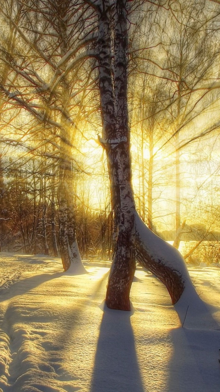 Brown Trees on Snow Covered Ground During Daytime. Wallpaper in 750x1334 Resolution