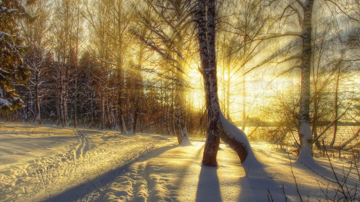 Arbres Bruns Sur Sol Couvert de Neige Pendant la Journée. Wallpaper in 1366x768 Resolution