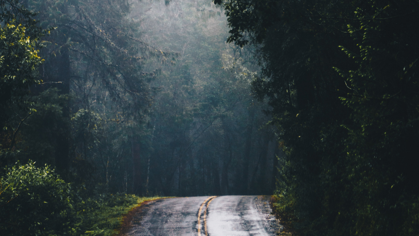 Route en Forêt, Route, Forêt, Surface de la Route, L'éclairage Automobile. Wallpaper in 1366x768 Resolution