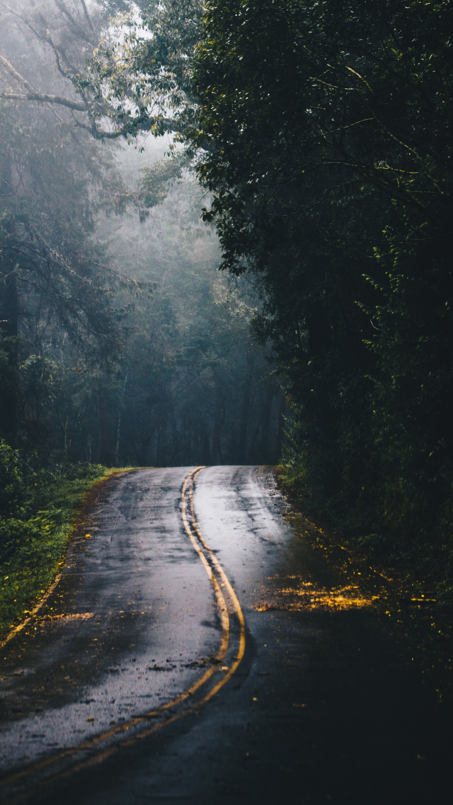 Route en Forêt, Route, Forêt, Surface de la Route, L'éclairage Automobile. Wallpaper in 1440x2560 Resolution