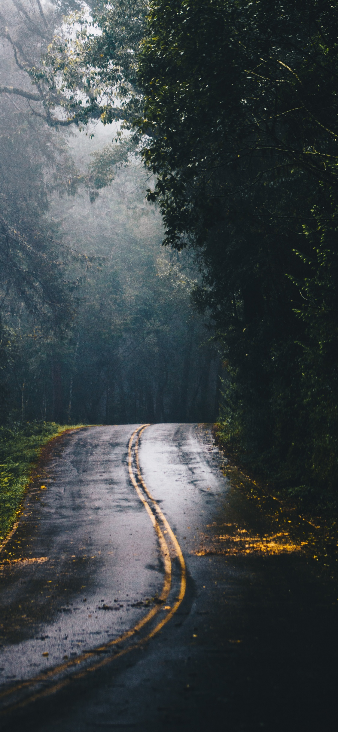Straße im Wald, Road, Wald, Fahrbahn, Automotive Lighting. Wallpaper in 1125x2436 Resolution
