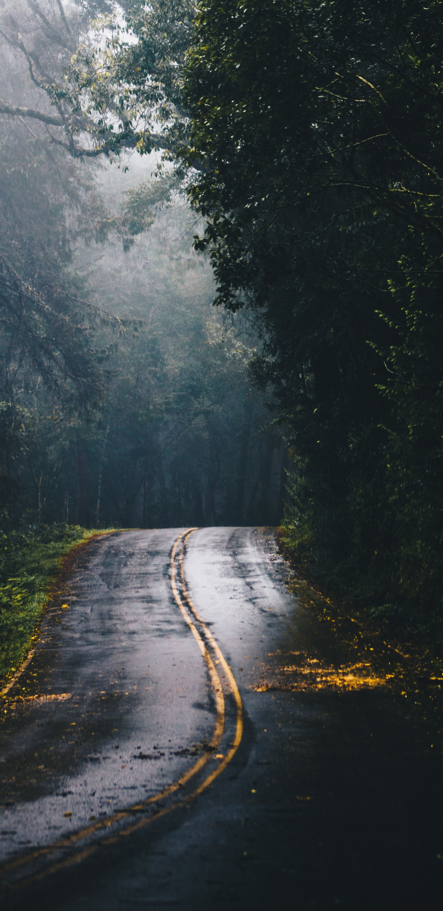 Straße im Wald, Road, Wald, Fahrbahn, Automotive Lighting. Wallpaper in 1440x2960 Resolution