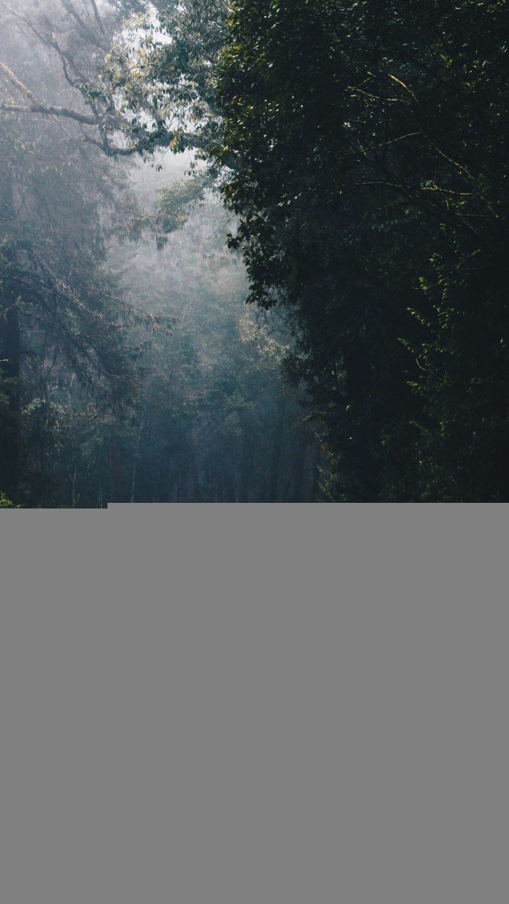 Straße im Wald, Road, Wald, Fahrbahn, Automotive Lighting. Wallpaper in 720x1280 Resolution