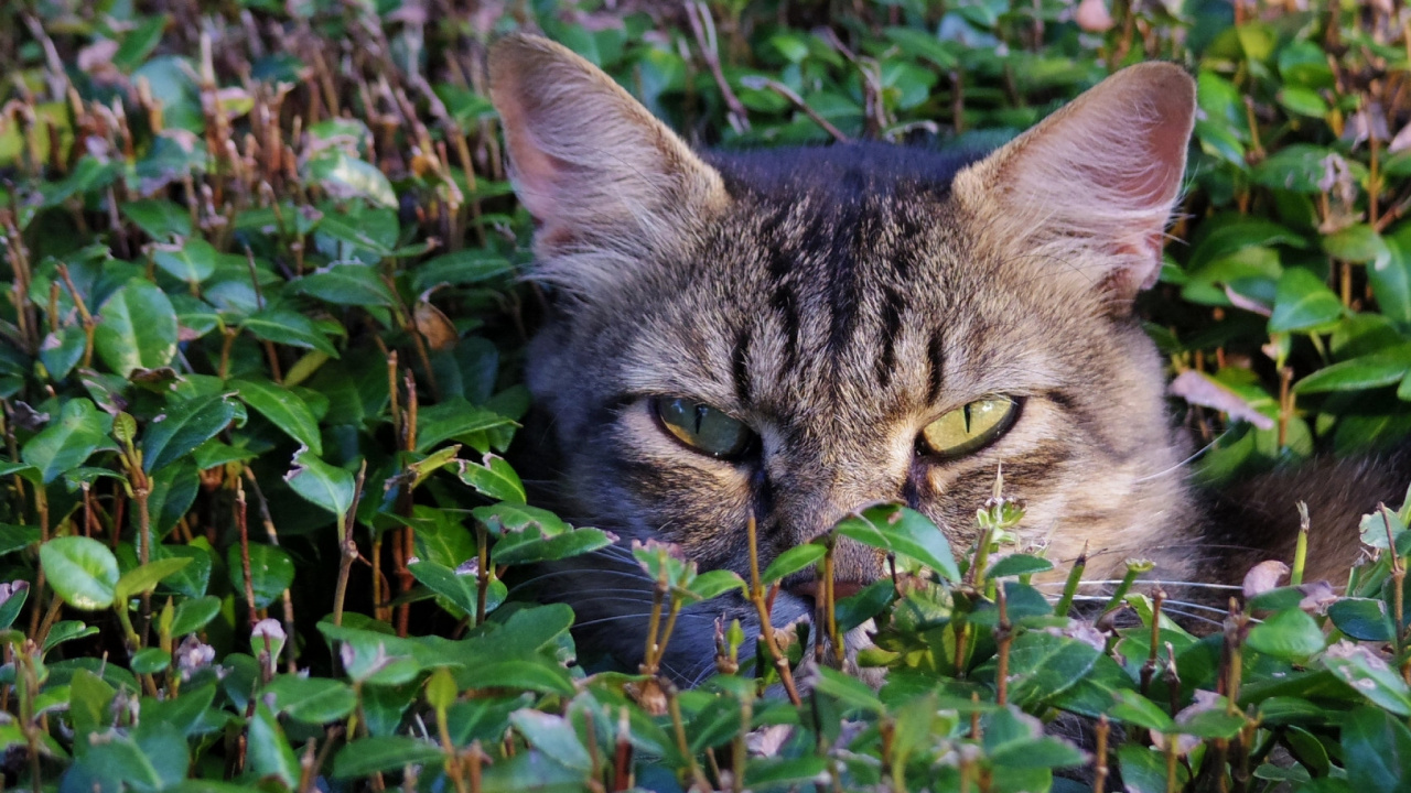 Chat Tigré Brun Sur L'herbe Verte. Wallpaper in 1280x720 Resolution