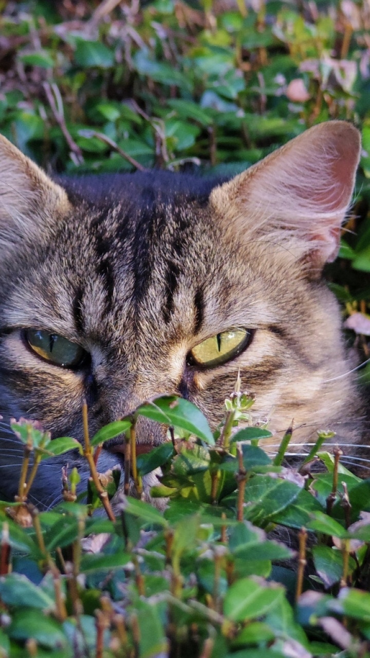 Chat Tigré Brun Sur L'herbe Verte. Wallpaper in 720x1280 Resolution