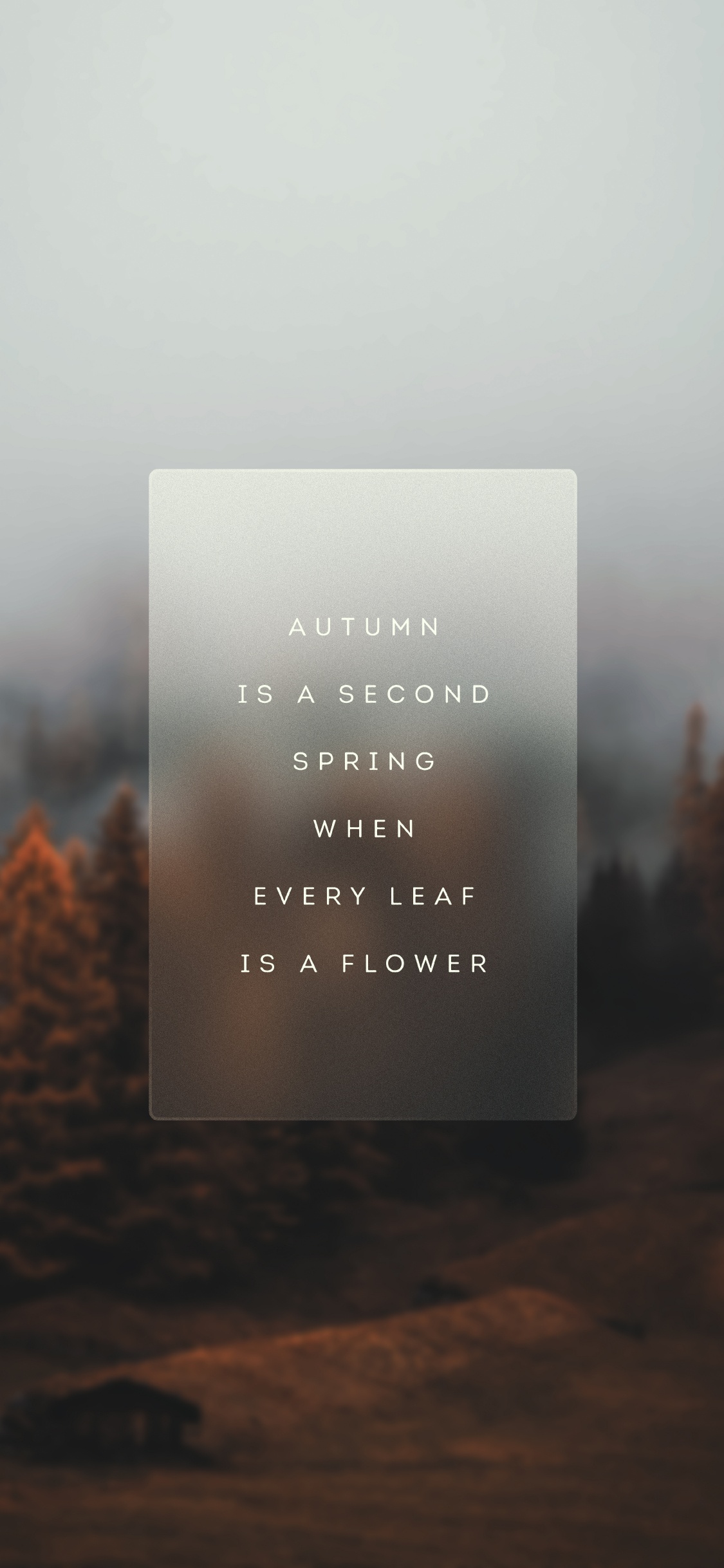 Matin, Atmosphère, Feuille, Paysage Naturel, Affiche. Wallpaper in 1125x2436 Resolution