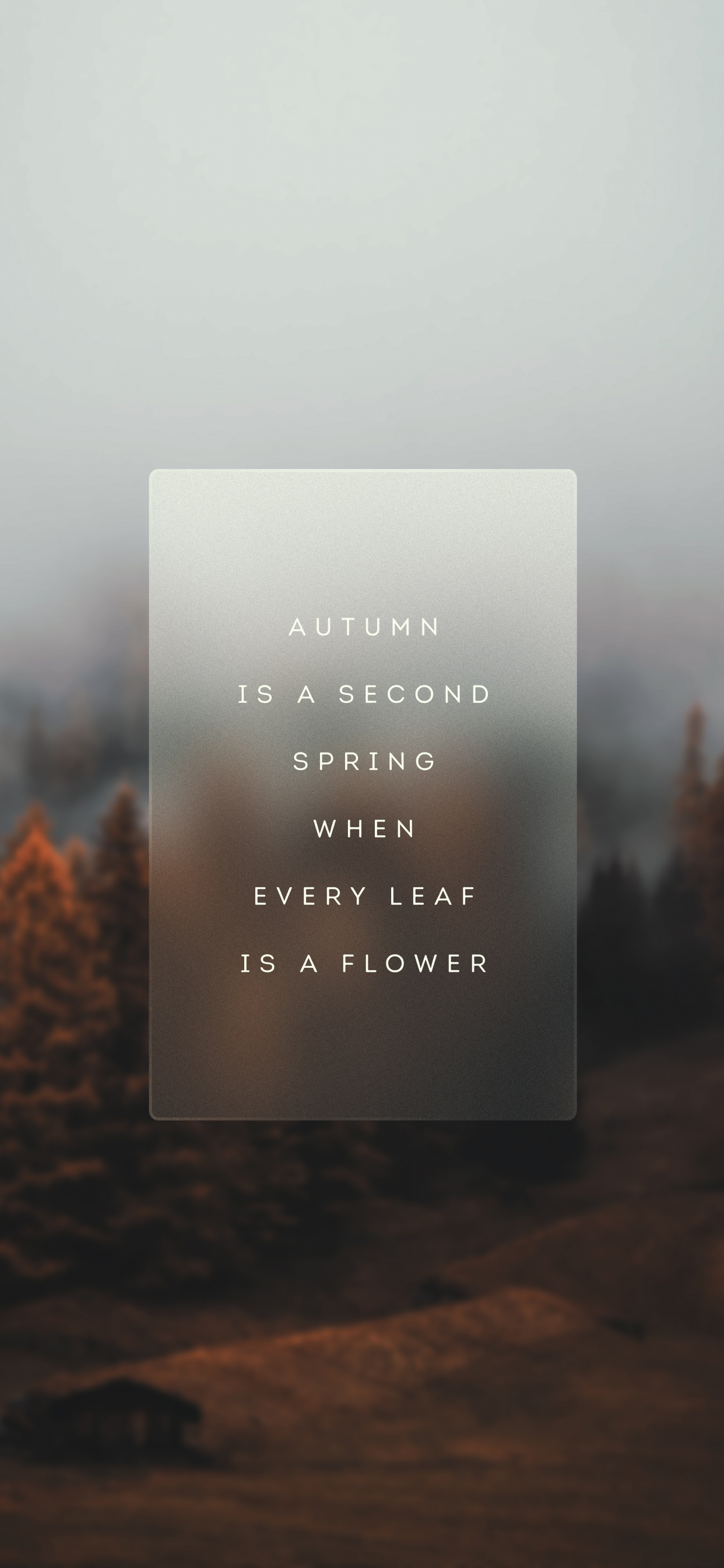 Morgen, Atmosphäre, Blatt, Baum, Naturlandschaft. Wallpaper in 1242x2688 Resolution