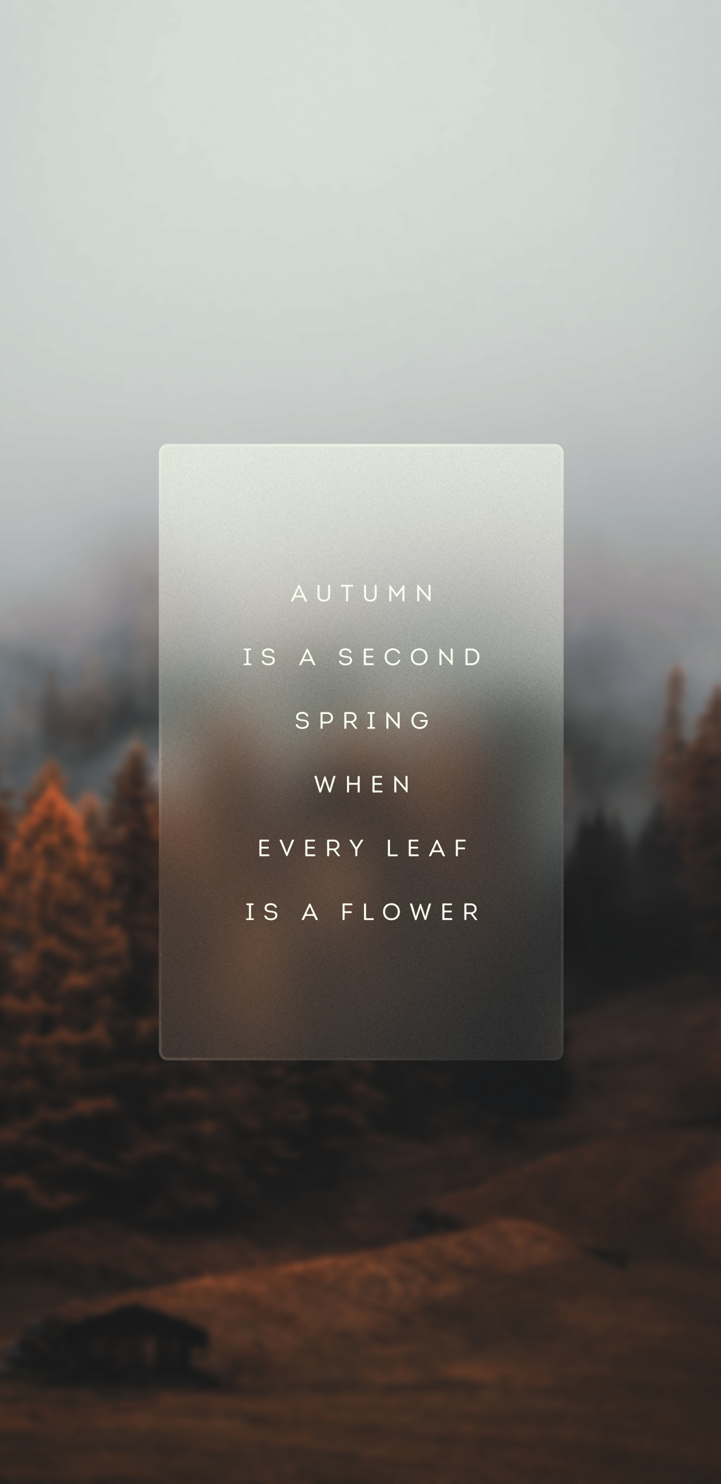 Morning, Atmosphere, Leaf, Tree, Landscape. Wallpaper in 1440x2960 Resolution