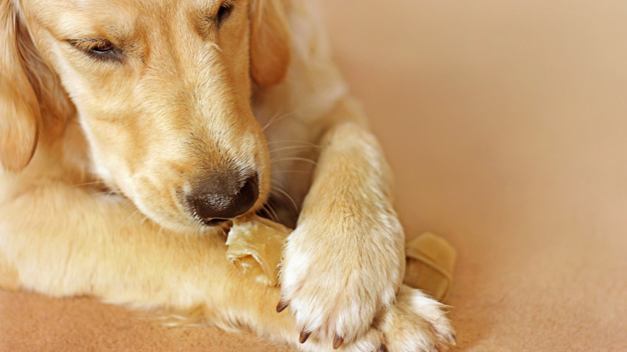 Golden Retriever Puppy Biting Yellow Banana. Wallpaper in 1280x720 Resolution